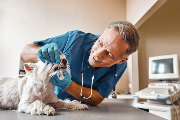Best Emergency Treatment for Dental Infections or Abscesses in Eagleville, PA